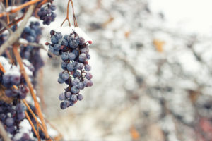 Frozen grapes on vine